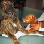 Köpek Eğitiminde Beden Dilinin Önemi
